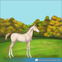 Horse Color:Buckskin Pearl 
