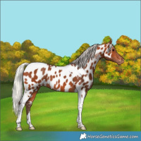 Horse Color:Silver Bay Tobiano Near Leopard Rabicano
