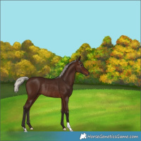 Horse Color:Gray Silver Bay Rabicano 