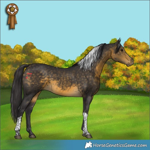 Horse Color:Buckskin Tobiano
