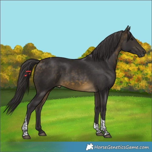 Horse Color:Buckskin Tobiano 