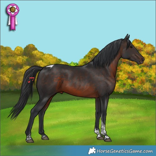 Horse Color:Brown Tobiano 