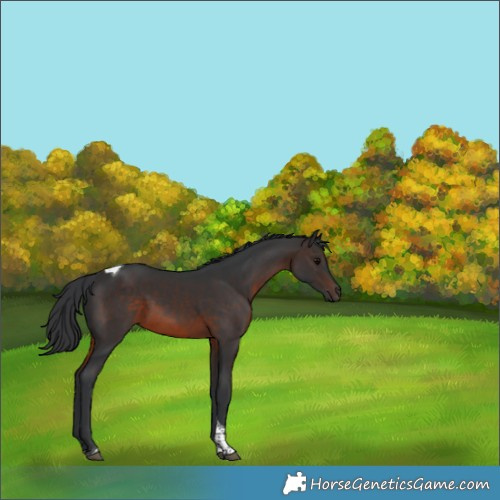 Horse Color:Brown Tobiano 