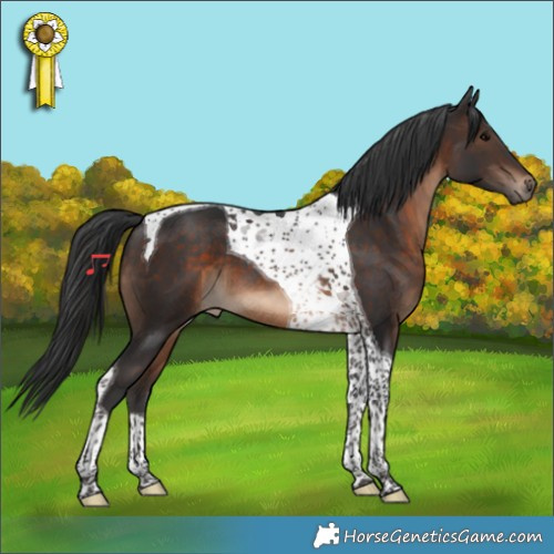 Horse Color:Brown Tobiano 