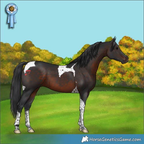 Horse Color:Brown Tobiano 