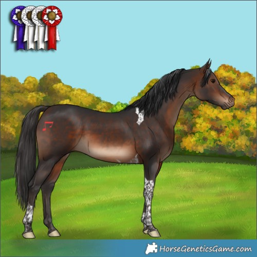 Horse Color:Brown Tobiano