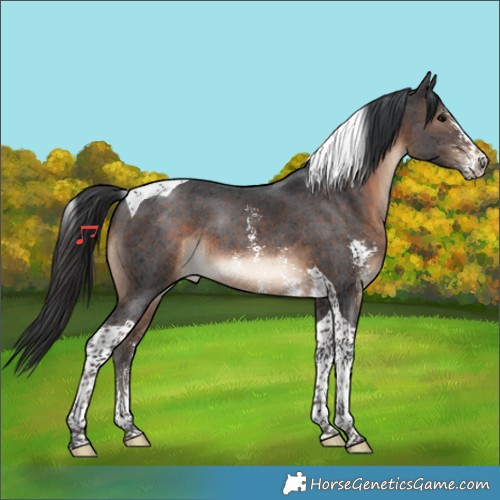 Horse Color:Brown Sabino Tobiano