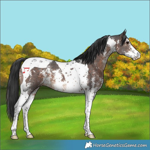 Horse Color:Brown Sabino Tobiano 