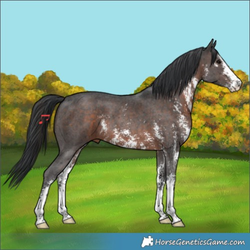 Horse Color:Brown Sabino 
