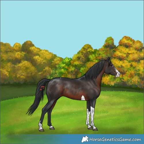 Horse Color:Brown Sabino Tobiano Rabicano