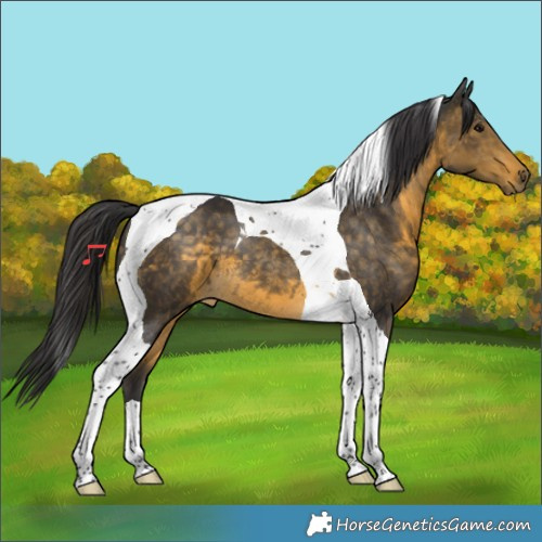 Horse Color:Buckskin Tobiano