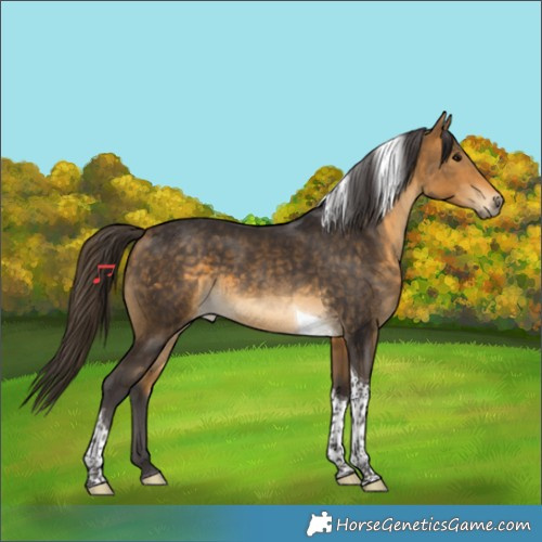 Horse Color:Buckskin Tobiano 