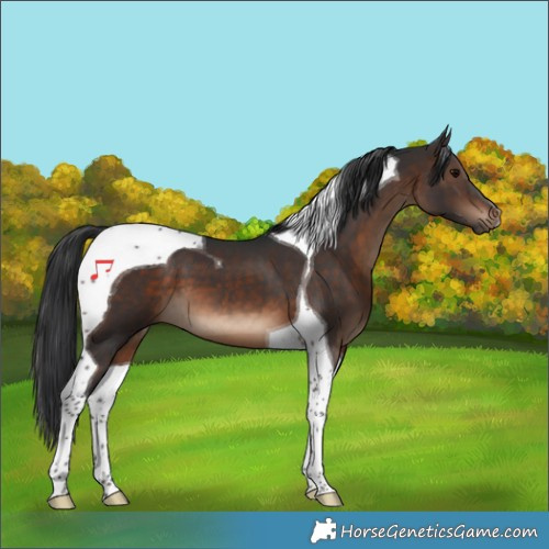 Horse Color:Brown Tobiano 