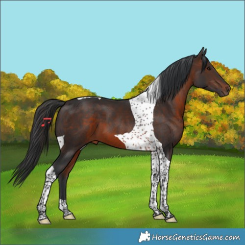 Horse Color:Brown Tobiano 