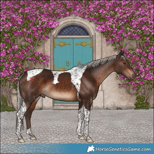 Horse Color:Silver Bay Tobiano 