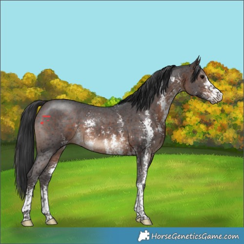 Horse Color:Brown Sabino 