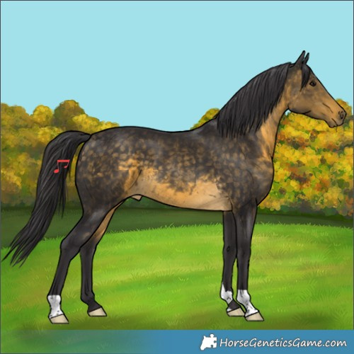 Horse Color:Buckskin 
