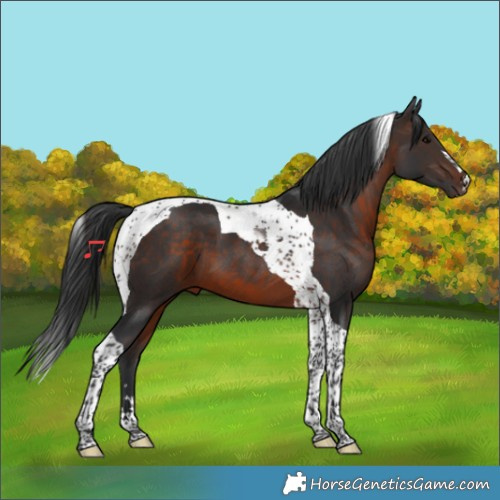 Horse Color:Brown Tobiano