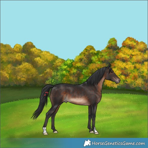 Horse Color:Brown 