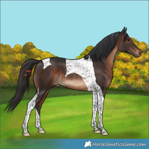 Horse Color:Brown Tobiano 