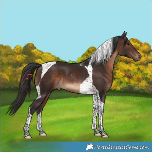 Horse Color:Brown Tobiano