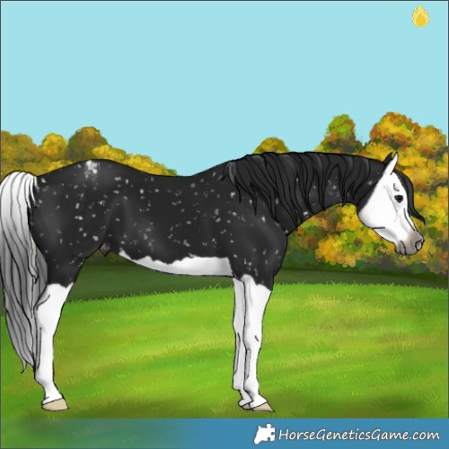 Horse Color:Gray Black Splash Appaloosa 