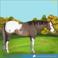 Horse Color:Brown Dun Splash Snowcap Rabicano 