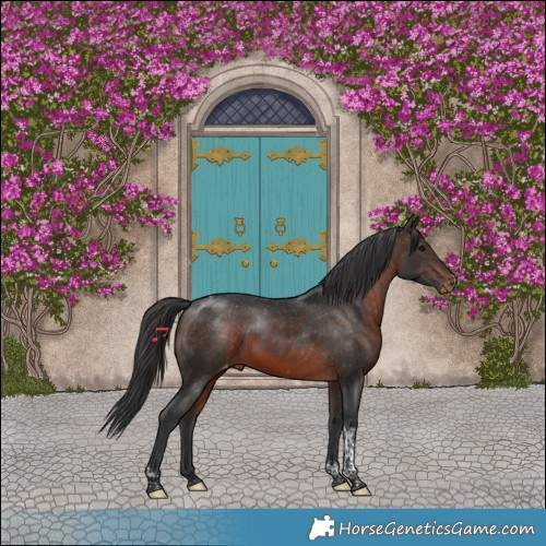 Horse Color:Brown Tobiano Appaloosa 