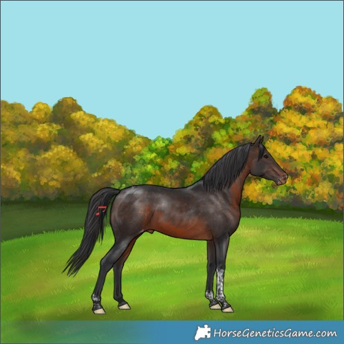 Horse Color:Brown Tobiano Appaloosa 
