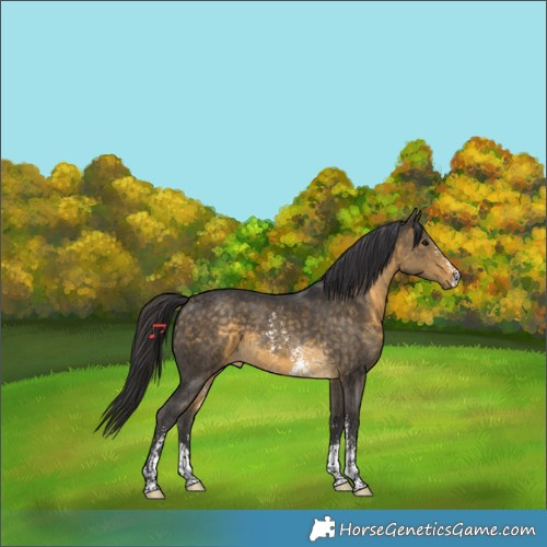 Horse Color:Buckskin Sabino 