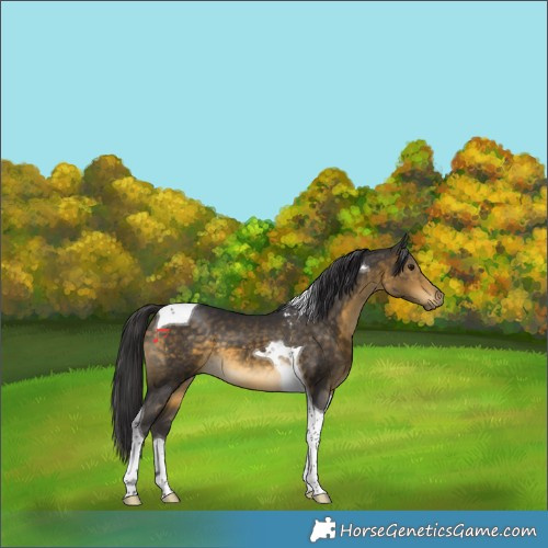 Horse Color:Buckskin Tobiano