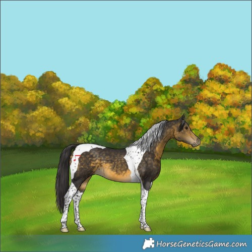 Horse Color:Buckskin Tobiano 