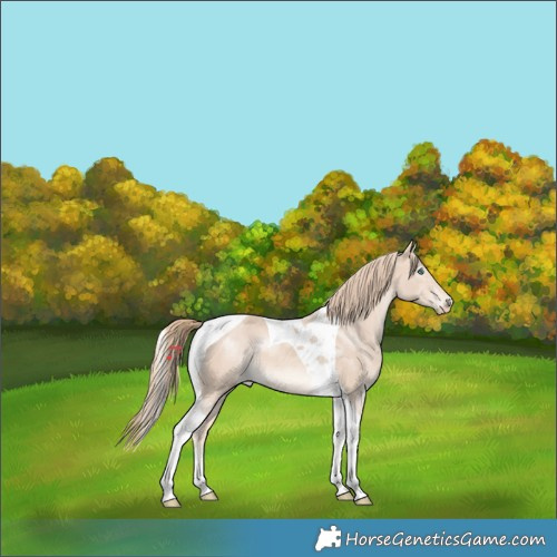 Horse Color:Perlino Tobiano 