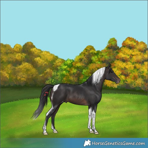 Horse Color:Brown Tobiano Varnish 