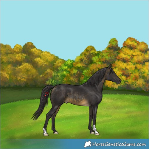 Horse Color:Buckskin 