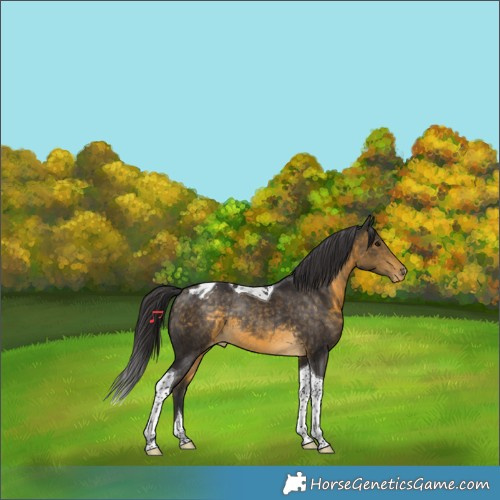 Horse Color:Buckskin Tobiano Varnish Rabicano 