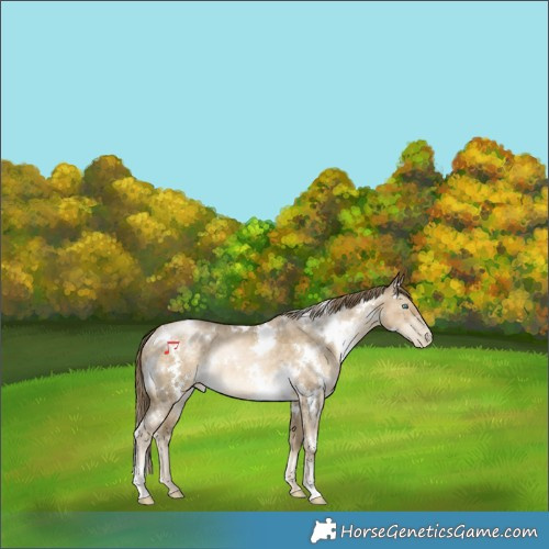 Horse Color:White Spotted Buckskin Pearl Rabicano