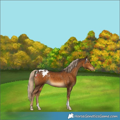 Horse Color:Chocolate Palomino Tobiano Appaloosa 