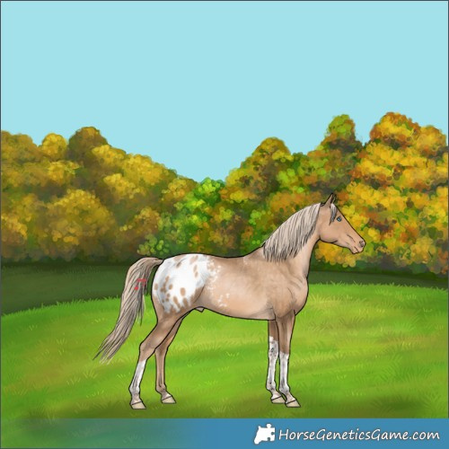 Horse Color:Chocolate Palomino Pearl Tobiano Appaloosa