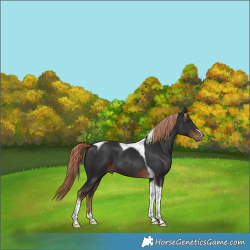 Horse Color:Liver Chestnut Tobiano 