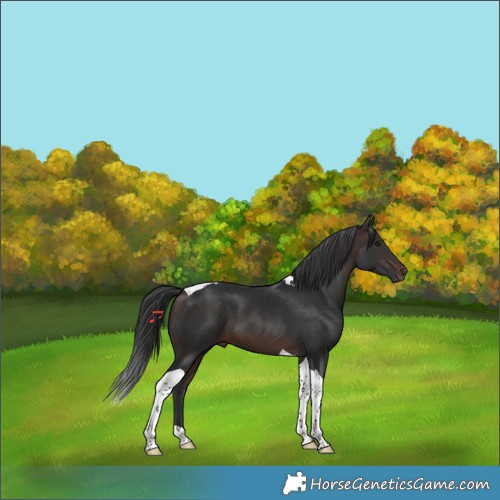 Horse Color:Brown Tobiano 