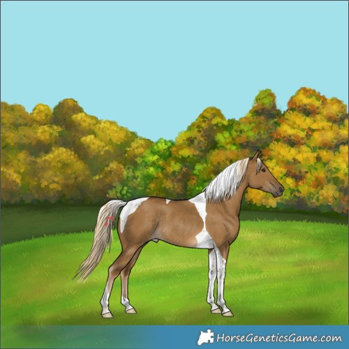 Horse Color:Chocolate Palomino Dun Tobiano Rabicano 