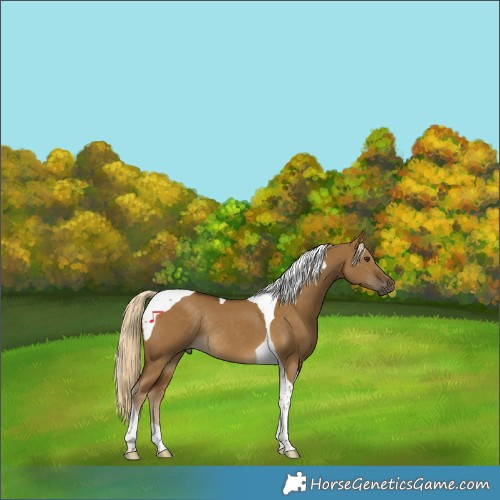 Horse Color:Chocolate Palomino Dun Tobiano Rabicano
