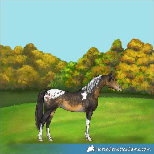 Horse Color:Buckskin Tobiano Appaloosa 