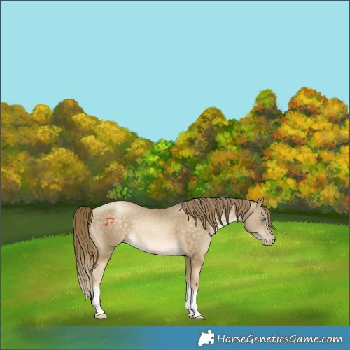 Horse Color:Buckskin Pearl Sabino Tobiano 