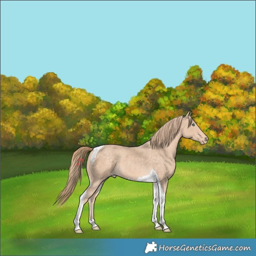 Horse Color:Perlino Tobiano
