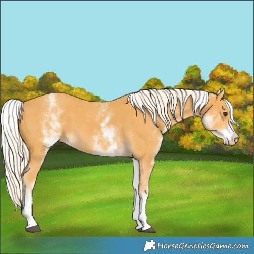 Horse Color:White Spotted Palomino 