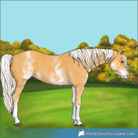 Horse Color:White Spotted Palomino 