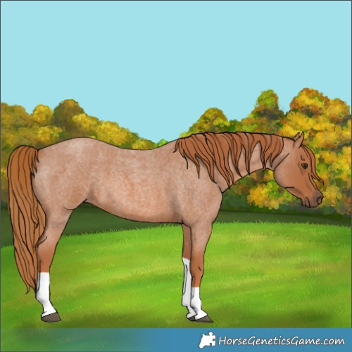 Horse Color:Red Roan Tobiano 