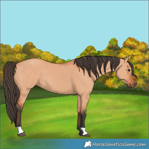 Horse Color:Bay Dun 